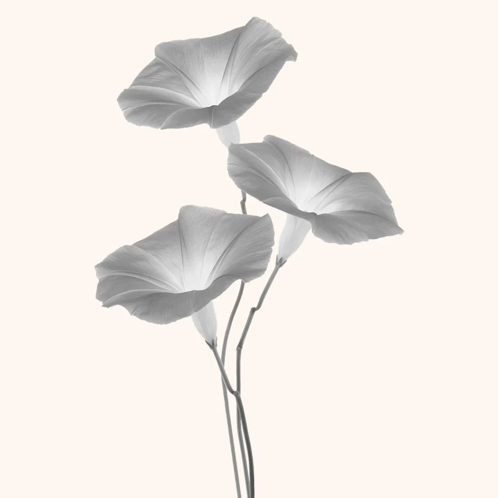bon 03